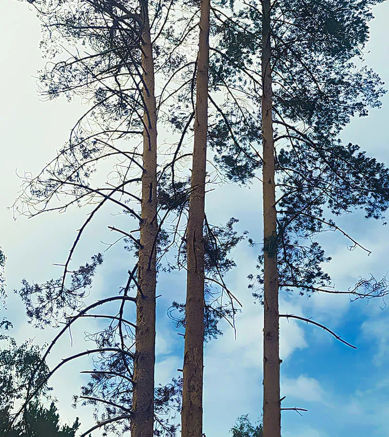 Санитарная обрезка сухих веток высоких сосен на участке